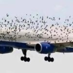 The Mind Blowing Reason This Terrified Pilot Burst Into Tears After An Emergency Landing Saved His Passengers From A Swarm Of Thousands Of Angry Birds –